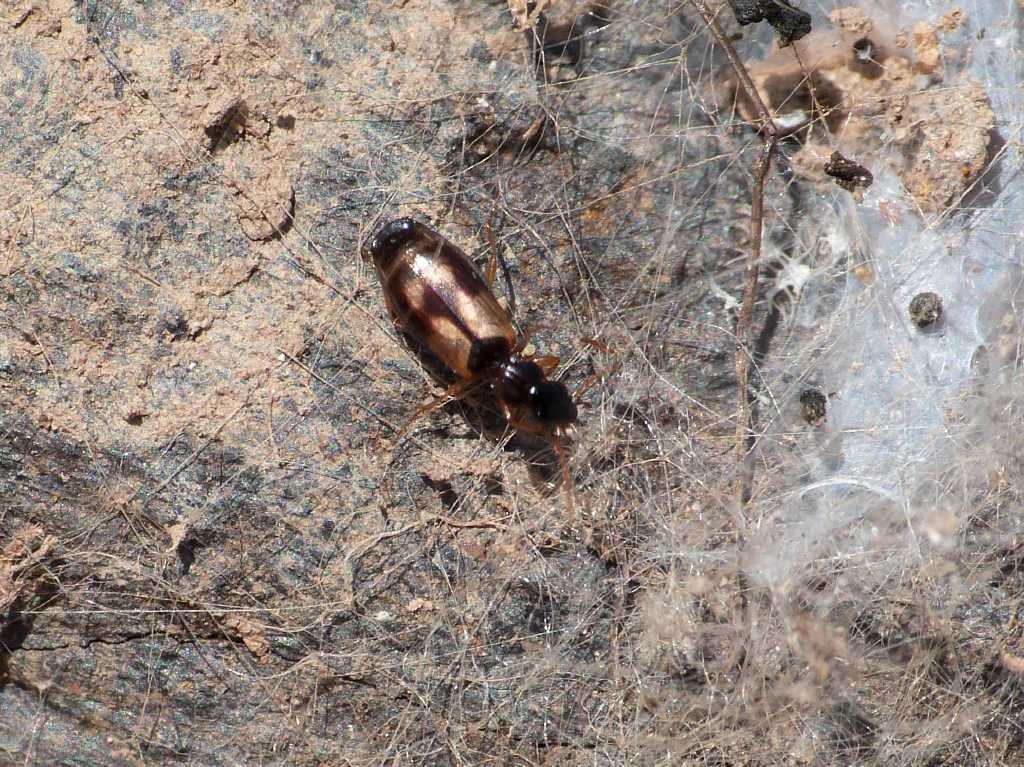 Philorizus crucifer (Carabidae) - Tolfa (RM)